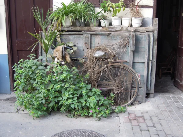 Street plants